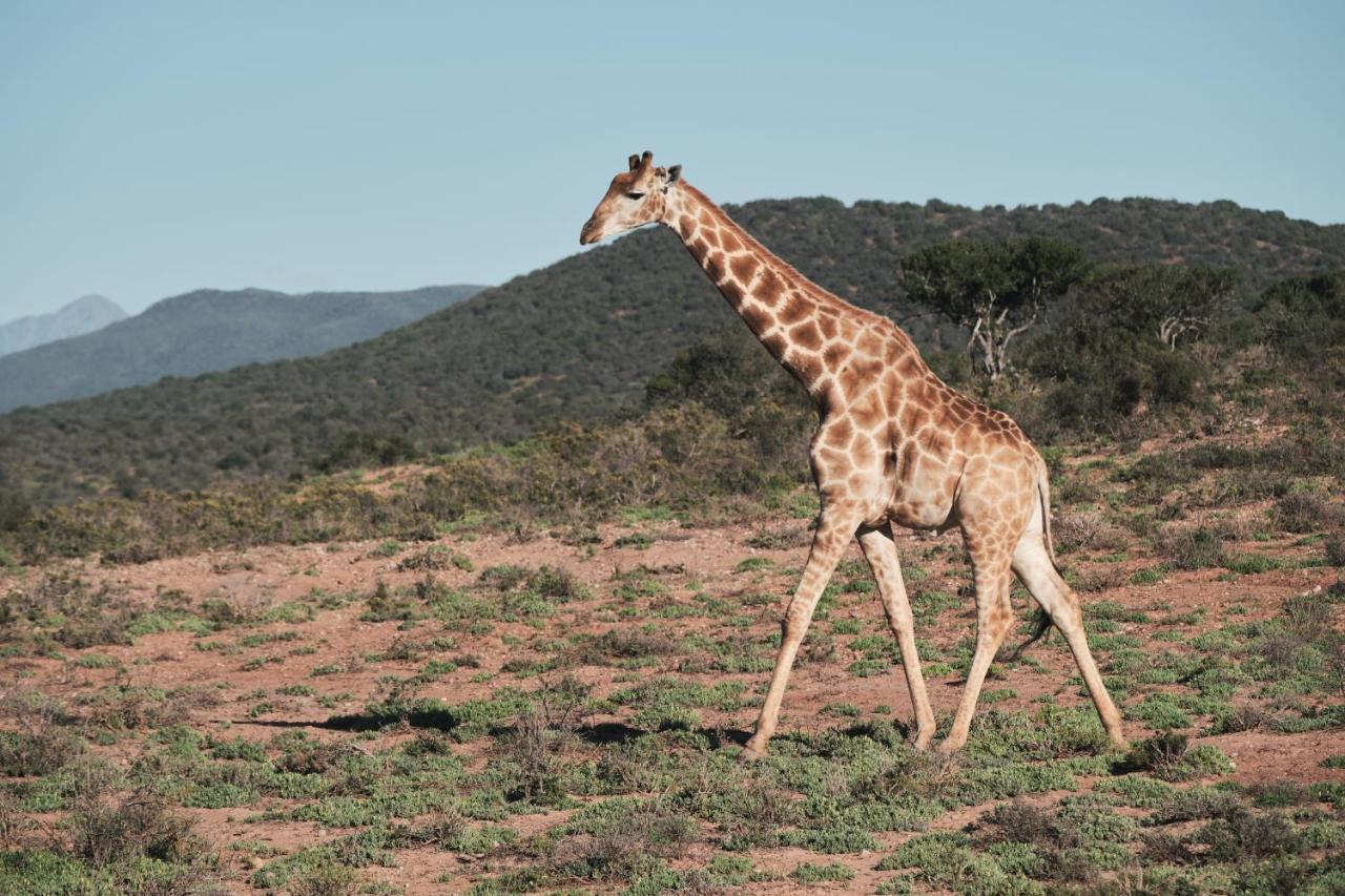 Africamps Klein Karoo Villa Oudtshoorn Buitenkant foto